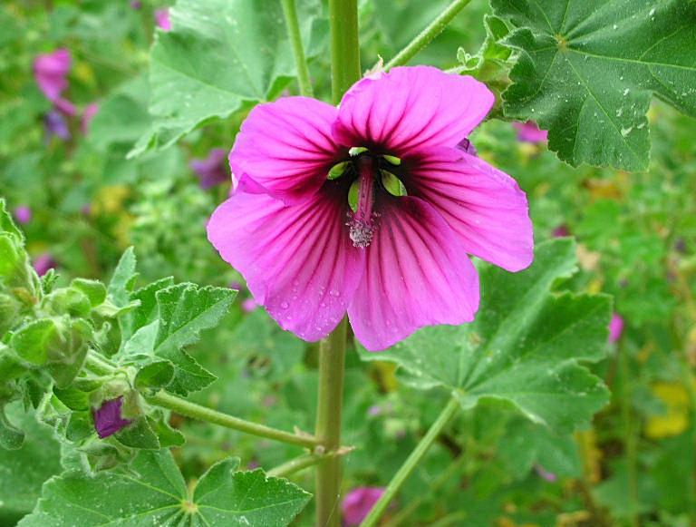 Malva arborea / Malvone maggiore